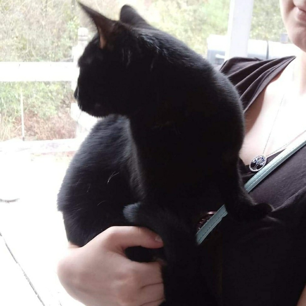 Kitten